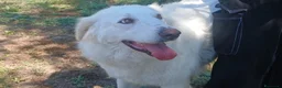 Meticcio cani in regalo: LEILA LA DOLCE MAREMMANA CERCA CASA, IN ADOZIONE - Annuncio 4