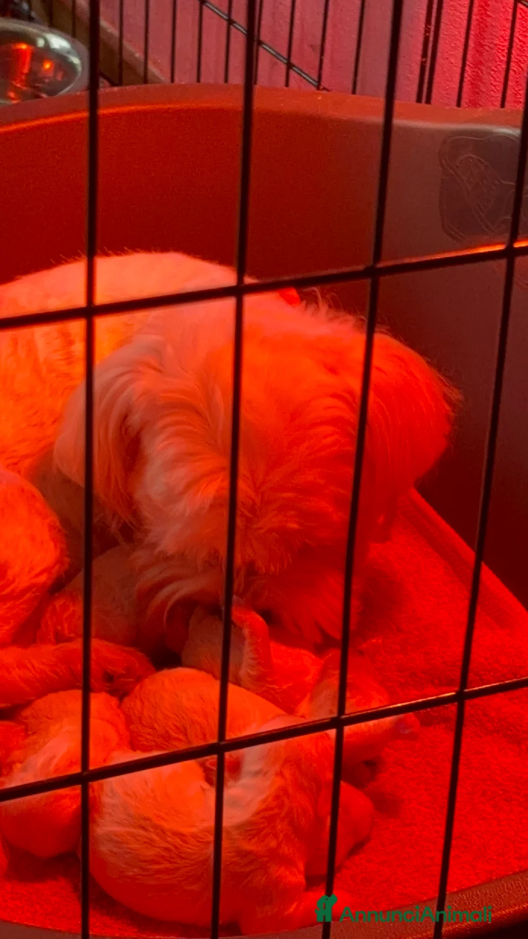 Maltese cani in vendita: Cucciolo maltese  - Annuncio 4