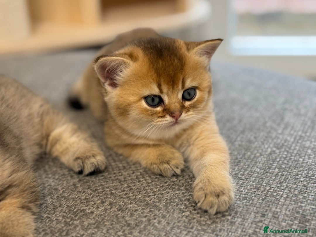 Scottish gatti in vendita: Scottish straight  - Annuncio 6