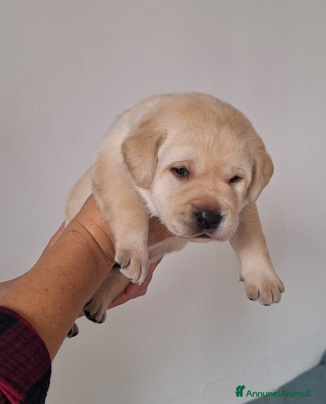 Labrador cani in vendita: cuccioli labrador provincia di Grosseto  - Annuncio 2