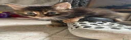Maine Coon gatti in vendita: MAINE COON SHADED PREGIATI cuccioli  - Annuncio 16