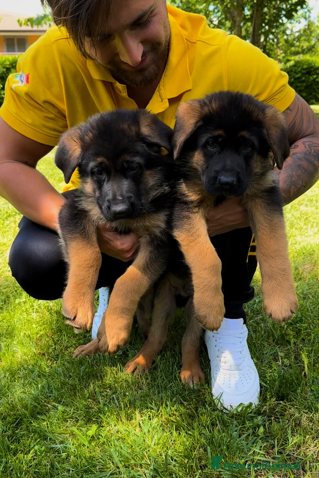 Pastore Tedesco cani in vendita: Cuccioli di pastore tedesco allevamento ENCI a Provincia di Cosenza - Annuncio 2