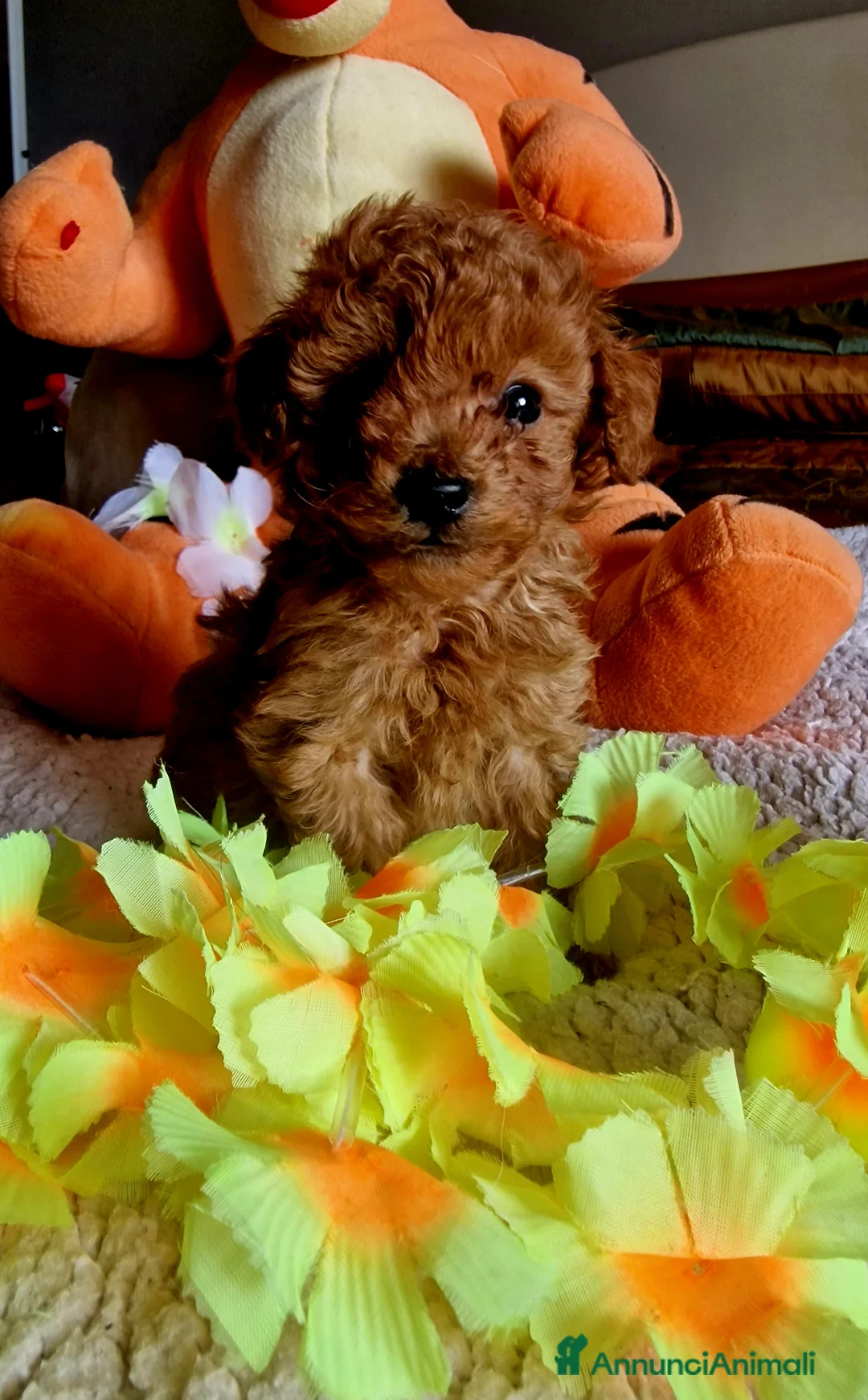 Barboncino cani in vendita: Barboncino - Annuncio 11