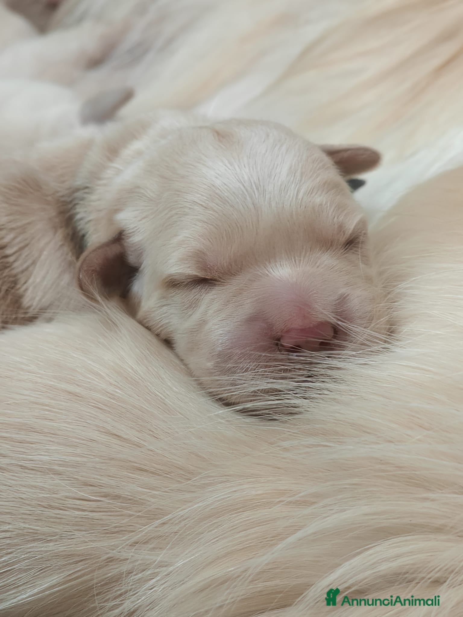 Golden Retriever cani Cuccioli golden retriever  - Annuncio 1