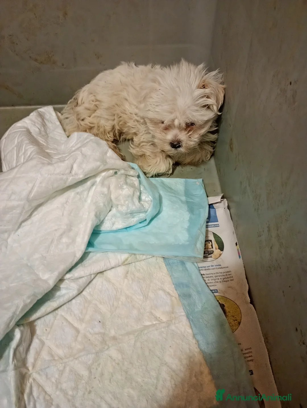 Maltese cani in vendita: Maltesini bianco splendente taglia piccola - Annuncio 4