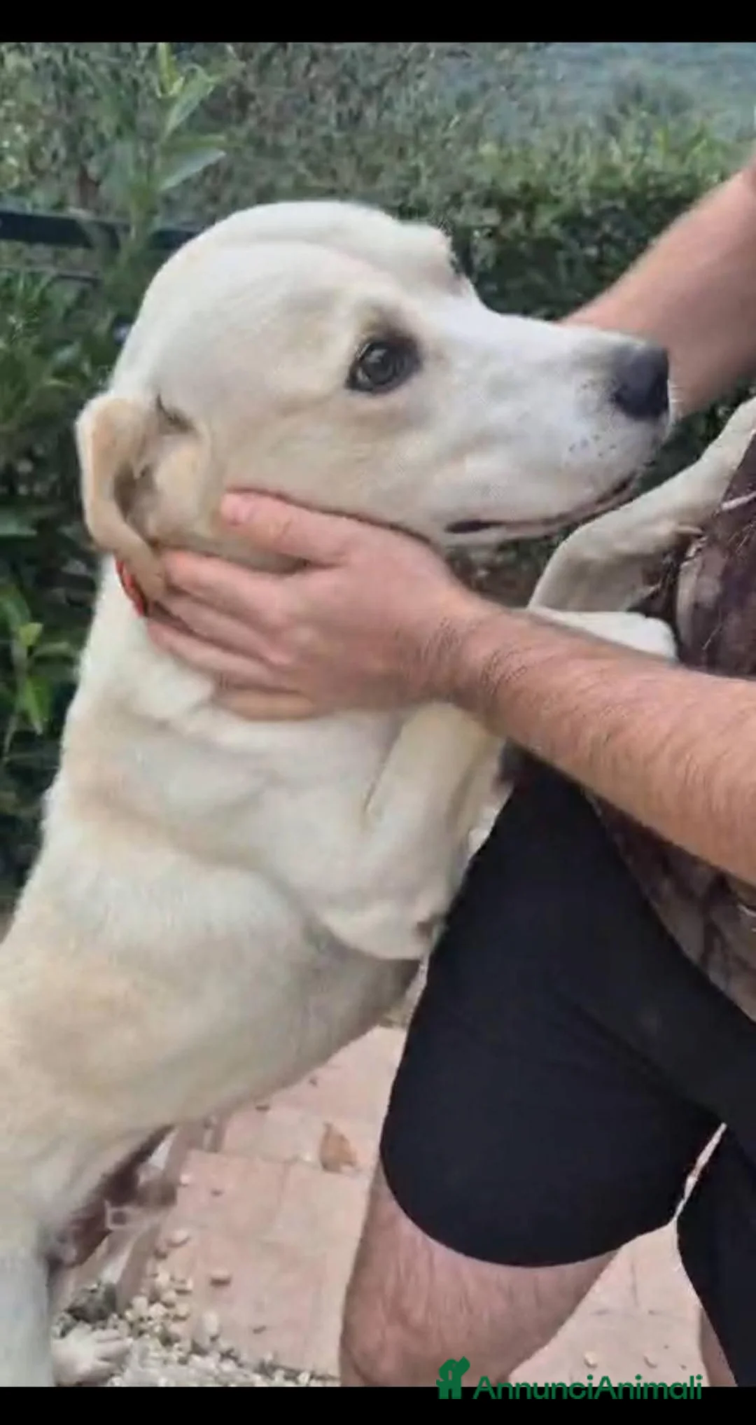 Meticcio cani in regalo: FULL HA URGENTE BISOGNO DI TE, IN ADOZIONE - Annuncio 2