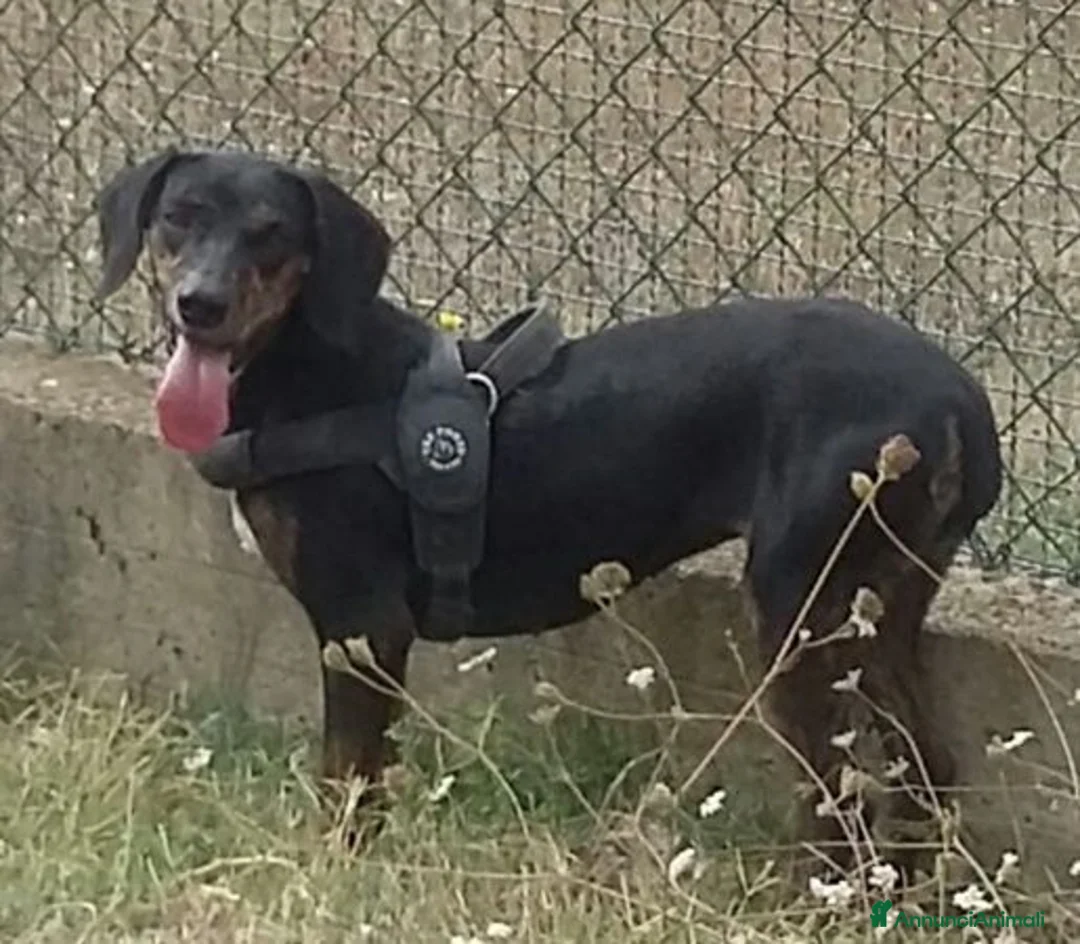 Segugio cani in regalo: GILDA buona con tutti i cani - Annuncio 7