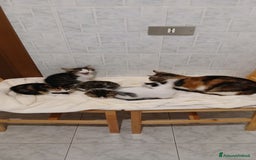 Europeo gatti in regalo: 4 gattini di 2 mesi - Immagine 7