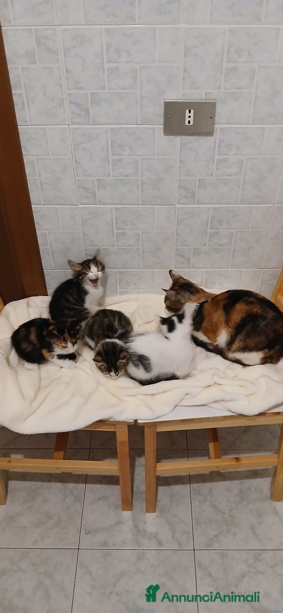 Europeo gatti in regalo: 4 gattini di 2 mesi - Immagine 7