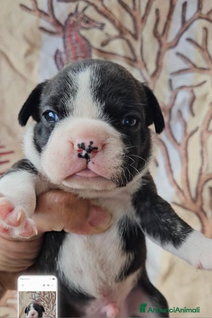 Bulldog Francese cani - Annuncio 4