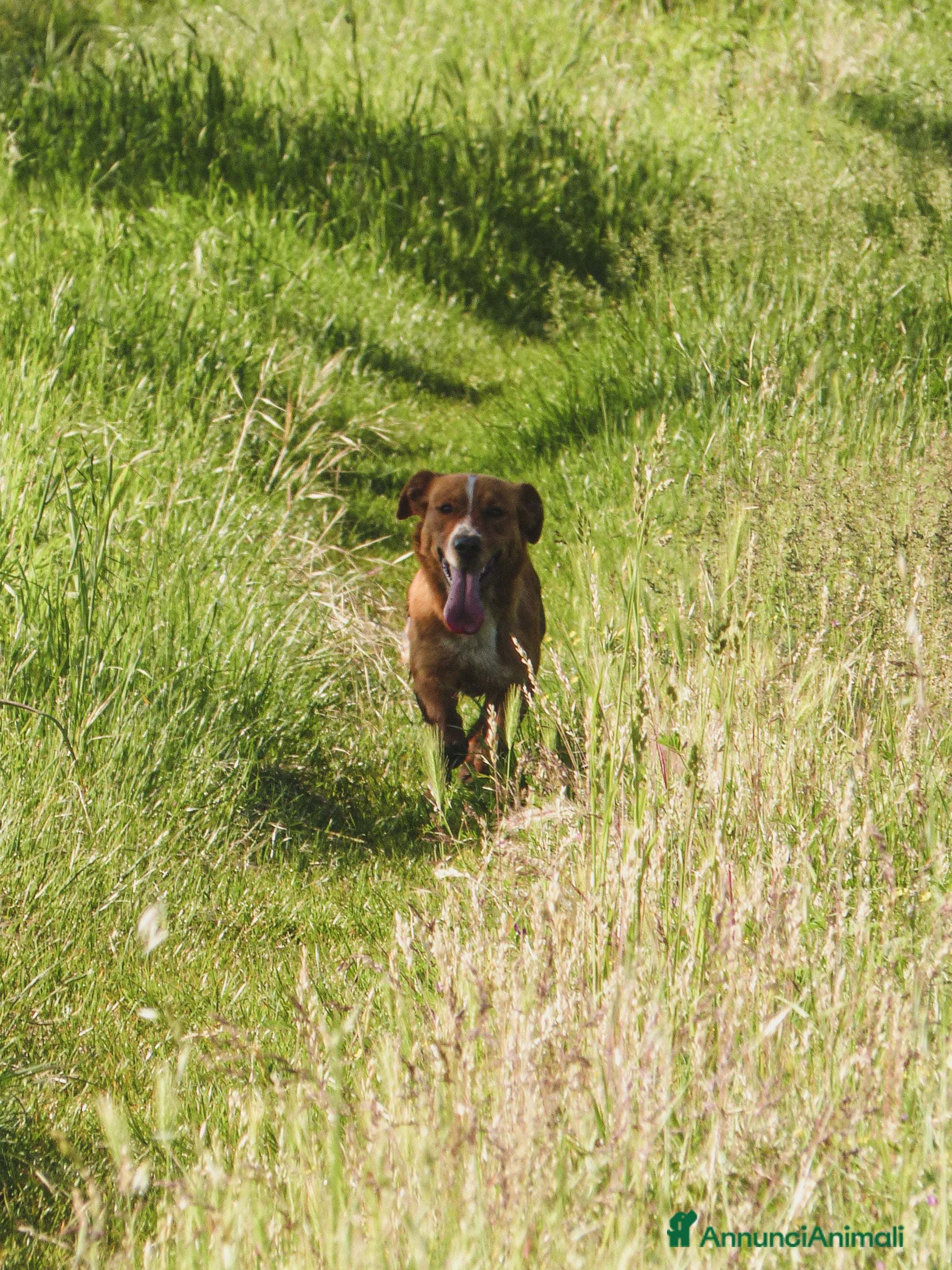 Meticcio cani Bucky: cane di due anni - Annuncio 2