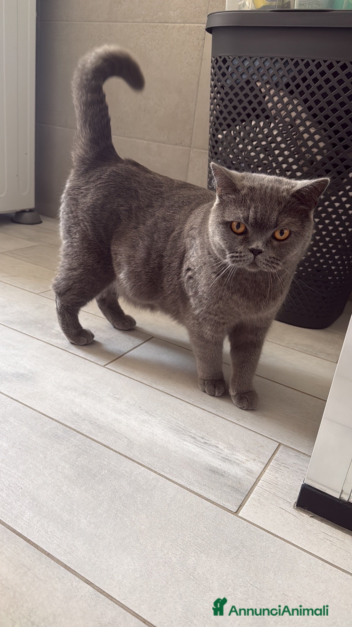 Scottish gatti Gattini Scottish  - Annuncio 29