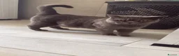 Scottish gatti in vendita: Gattini Scottish  a Provincia di Reggio Emilia - Annuncio 1