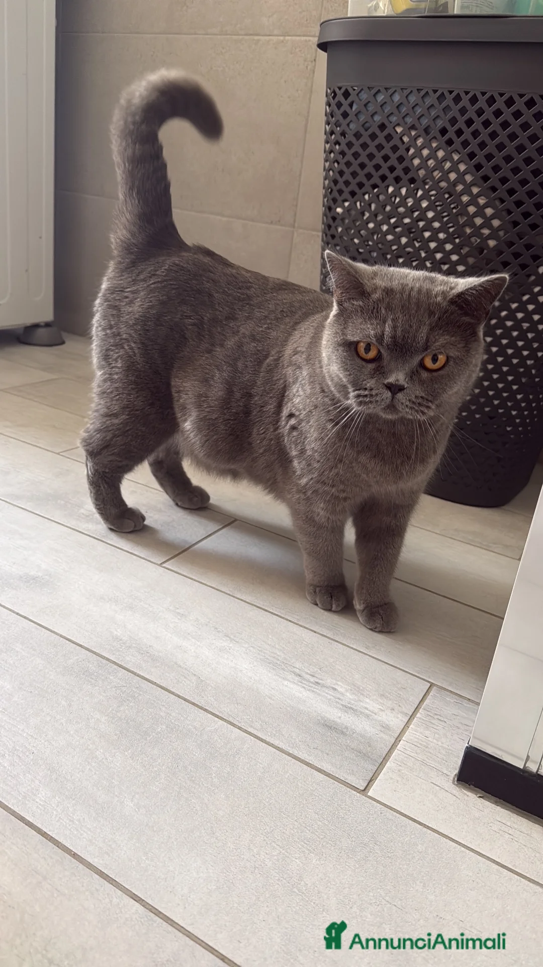Scottish gatti in vendita: Gattini Scottish  a Provincia di Reggio Emilia - Annuncio 1