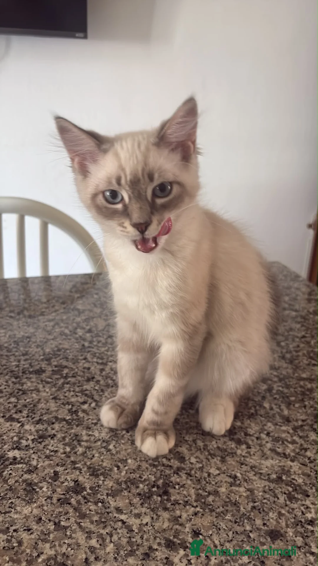Ragdoll gatti in vendita: Cuccioli ragdoll maschi  - Annuncio 1