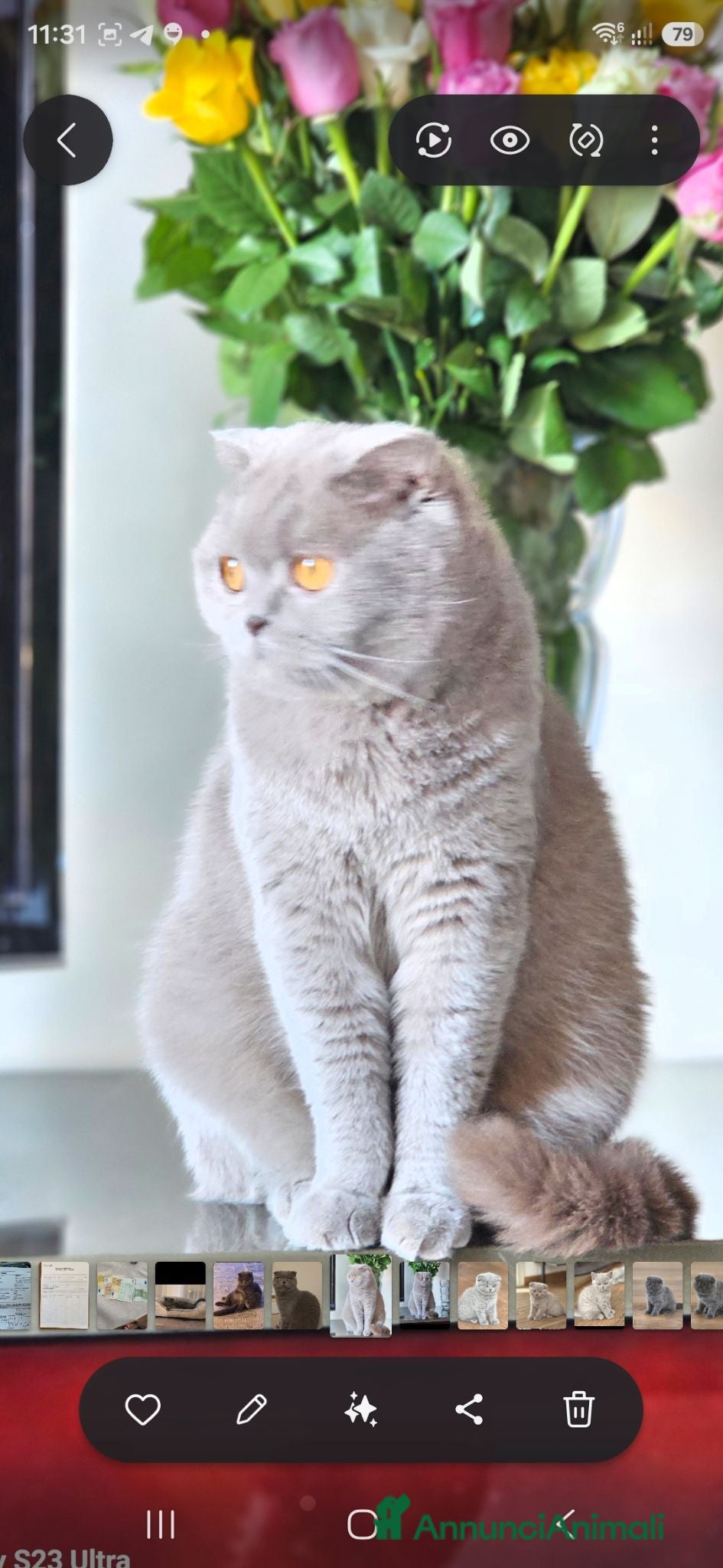 British gatti Quattro piccoli British cercano casa 🐾 - Annuncio 2
