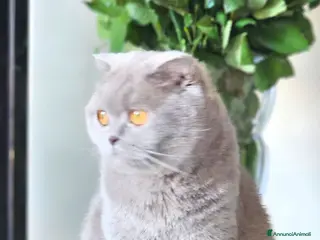British gatti Quattro piccoli British cercano casa 🐾 - Annuncio 3