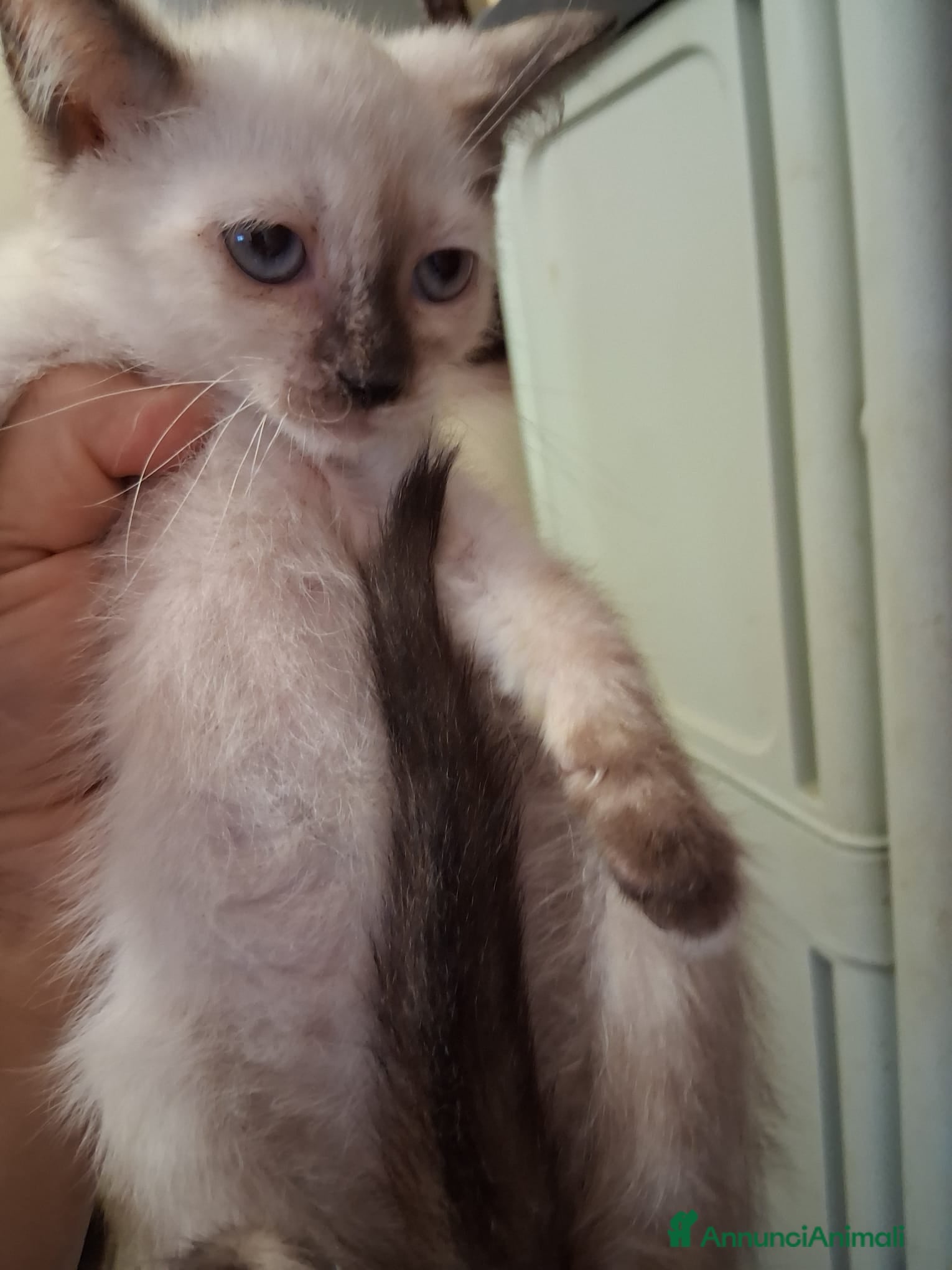 Siamese gatti Siamesi - Annuncio 5