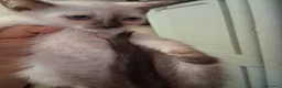 Siamese gatti in vendita: Siamesi - Annuncio 1