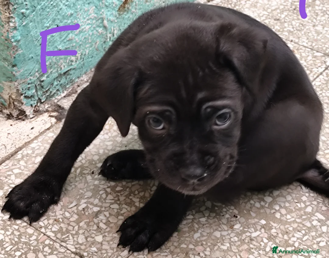Cane Corso cani in vendita: Cuccioli di cane corso  - Annuncio 14