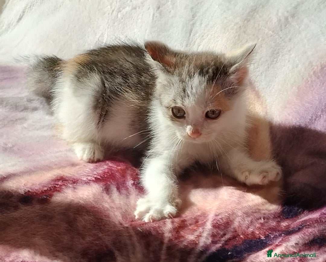 Europeo gatti in regalo: Simpatica micina tricolore - Annuncio 3