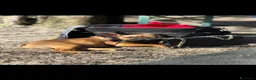 Bulldog Francese cani in vendita: Dolcissimo cucciolo toy di bulldog f. con pedigree - Annuncio 2