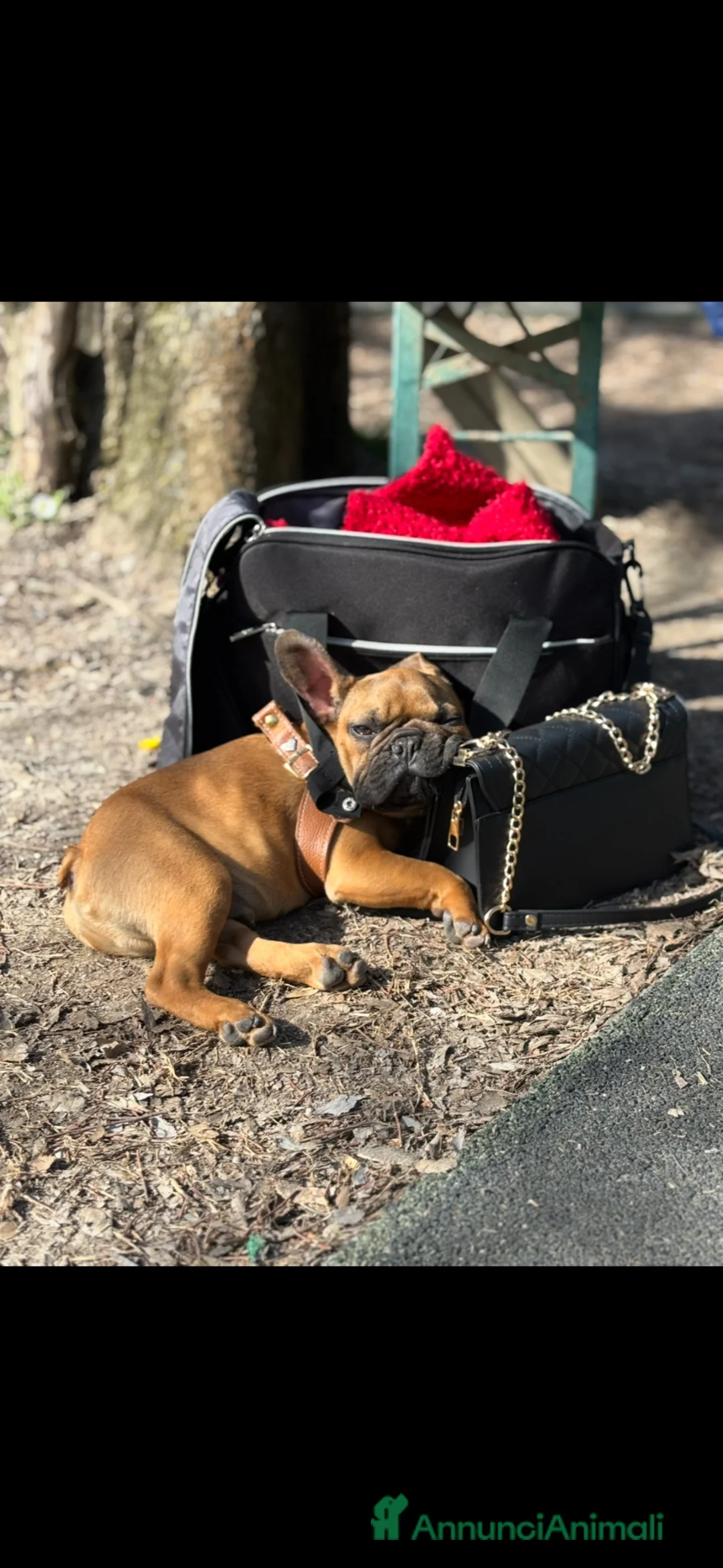 Bulldog Francese cani in vendita: Dolcissimo cucciolo toy di bulldog f. con pedigree - Annuncio 2