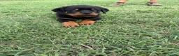 Rottweiler cani in vendita: Cuccioli di Rottwelier con pedigree  - Annuncio 4