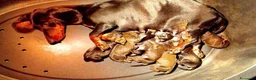 Bassotto cani in vendita: Bassotti nani pelo corto - Annuncio 2