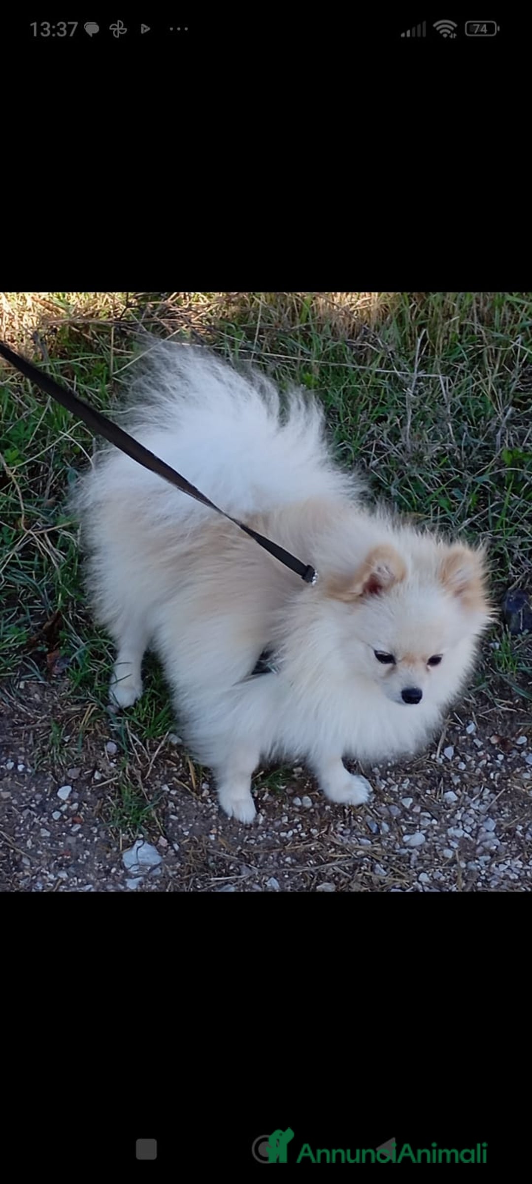 Volpino Pomerania cani per accoppiamento: Spritz Volpino di Pomerania  - Annuncio 5