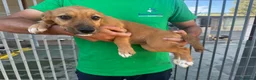 Meticcio cani in regalo: CUCCIOLA TG P - Annuncio 4