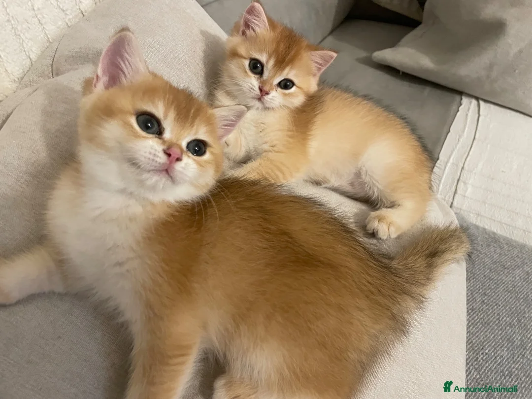 British gatti in vendita: Prenotazione cuccioli British Shorthair  NY12 a Provincia di Reggio Emilia - Annuncio 1