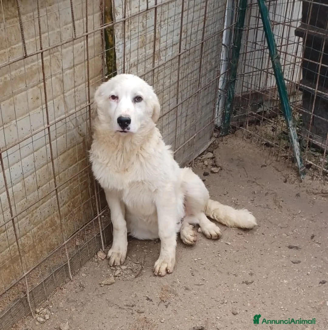 Pastore Maremmano cani in regalo: LO SPLENDIDO OSLO a Provincia di Ferrara - Annuncio 5