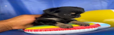 Chihuahua 3