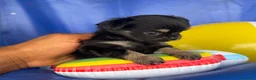 Chihuahua cani in vendita: 2 maschi e 2 femmine chihuahua con pedigree enci  - Annuncio 3
