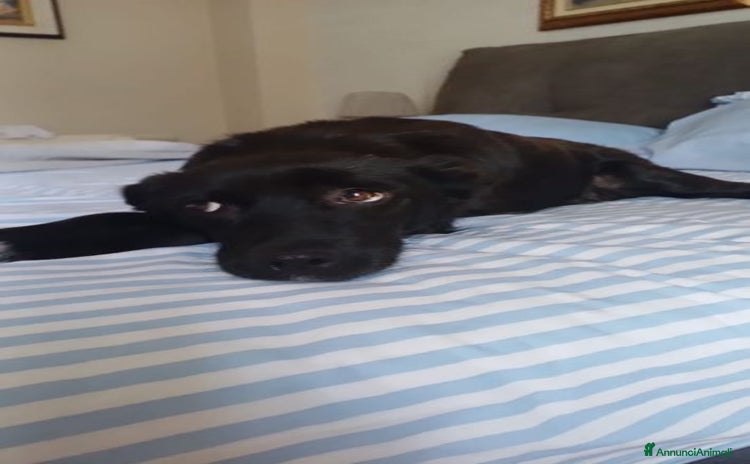 Meticcio cani a Città Metropolitana di Bologna - Annuncio 11