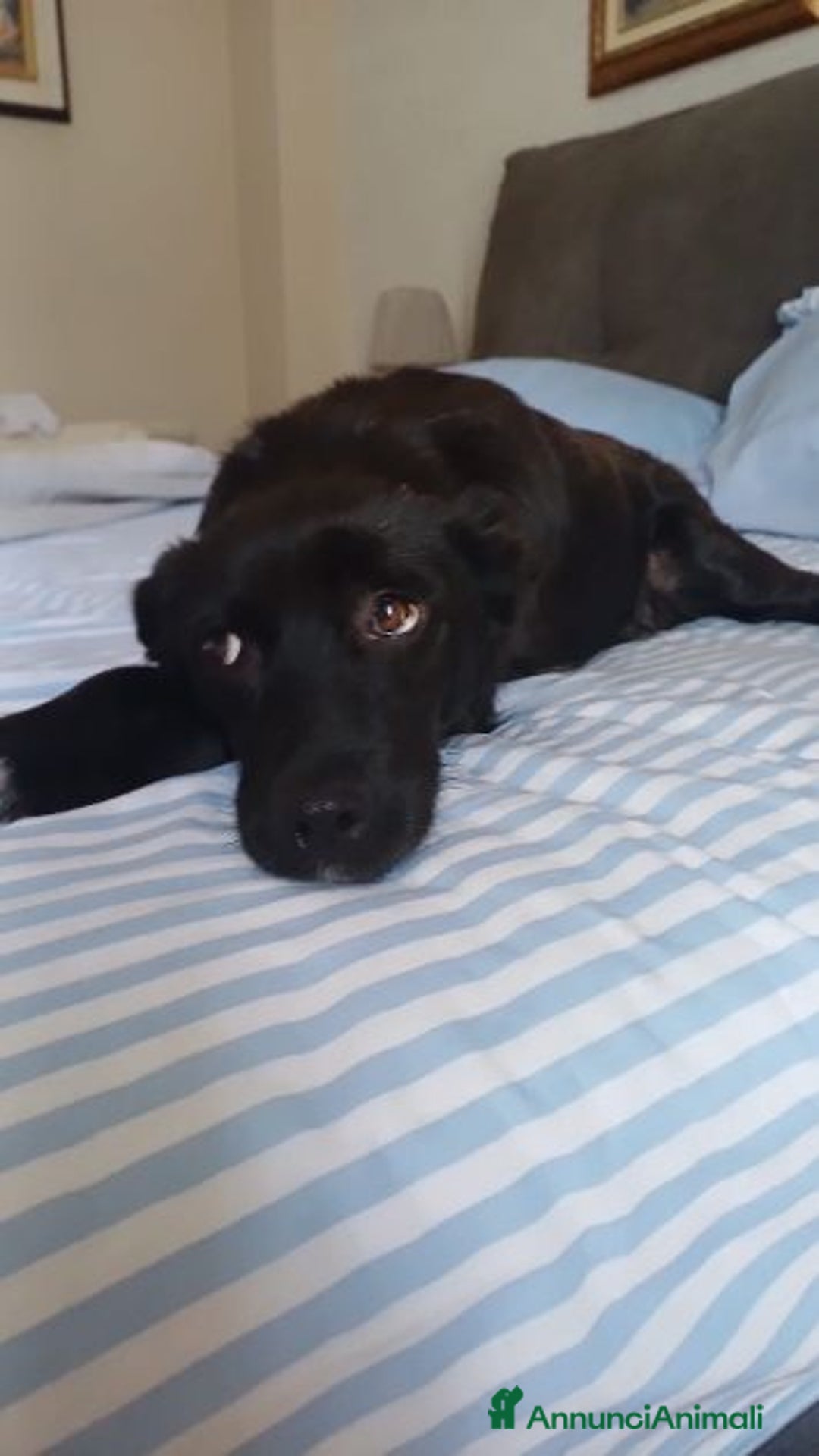 Meticcio cani in regalo: ROSY piccola cagnolina di nessuno - brava a Città Metropolitana di Bologna - Immagine 1