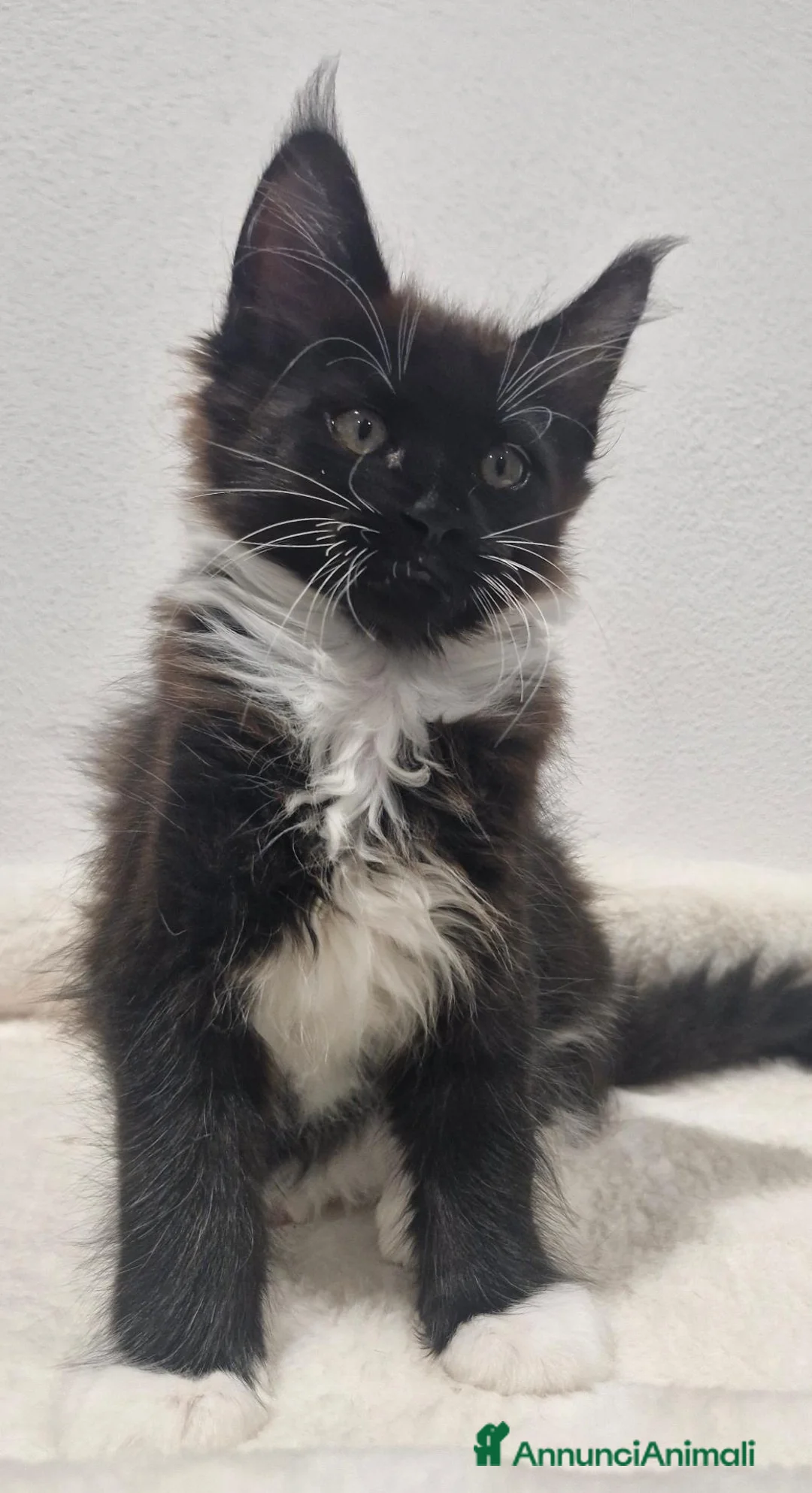 Maine Coon gatti in vendita: Unica signorina - Annuncio 4