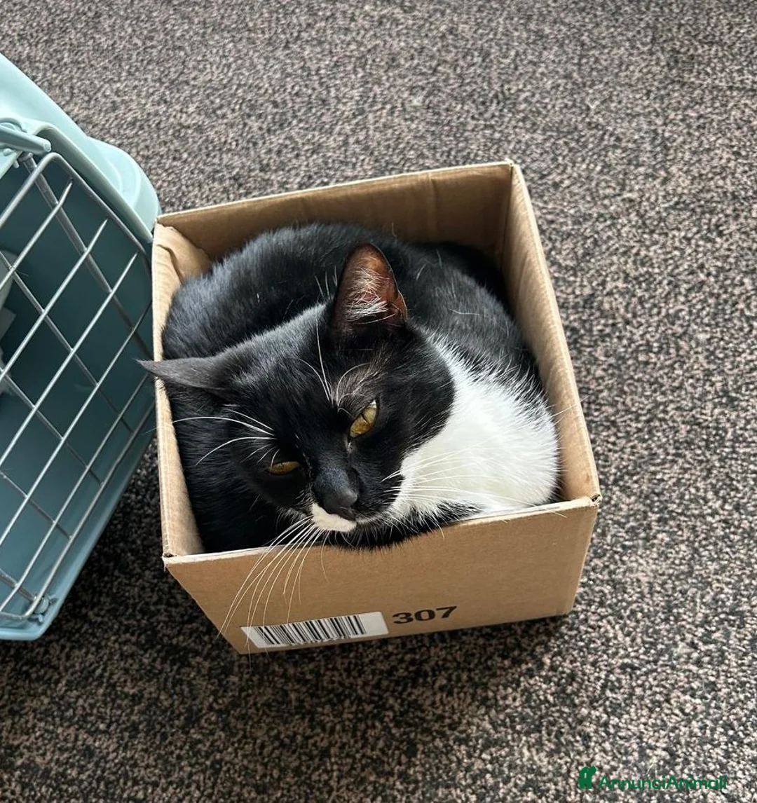 Europeo gatti in regalo: JAMIE e EMY , adorabili gatti da adottare! - Annuncio 3