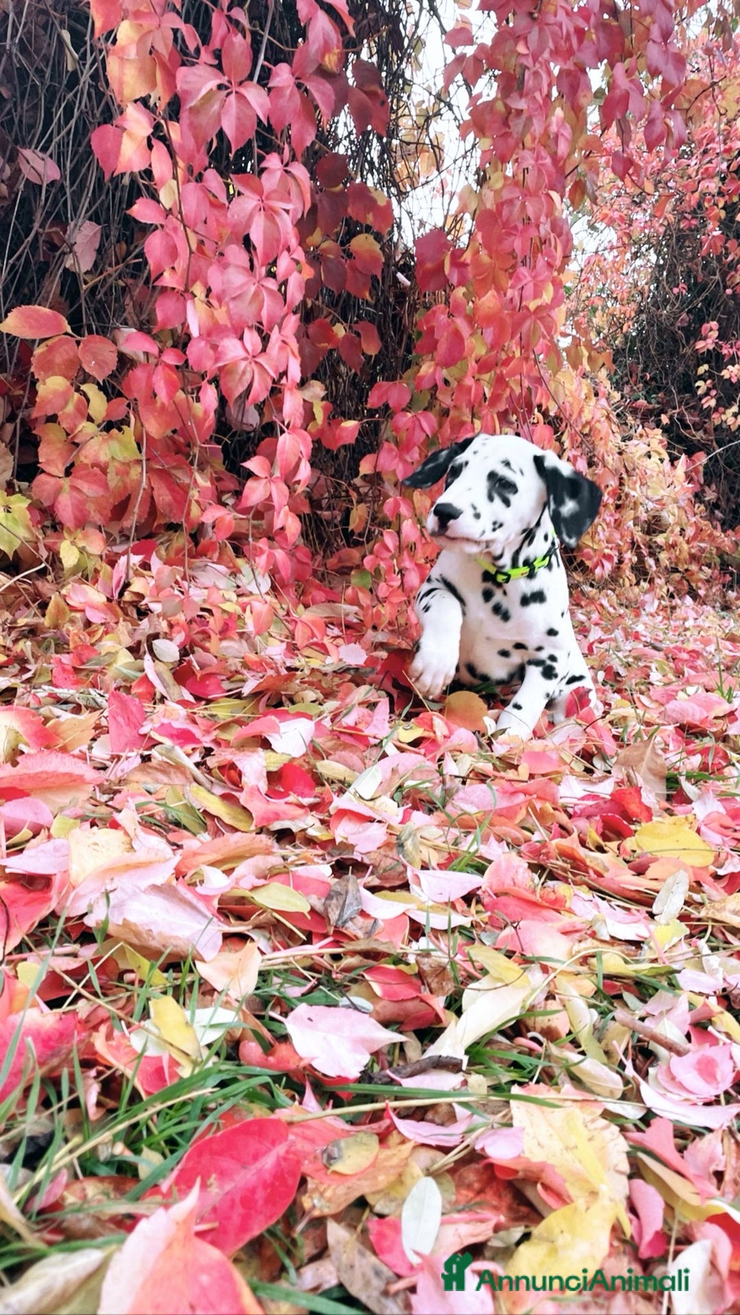 Dalmata cani in vendita: Cuccioli Dalmata con Pedigree - Annuncio 4