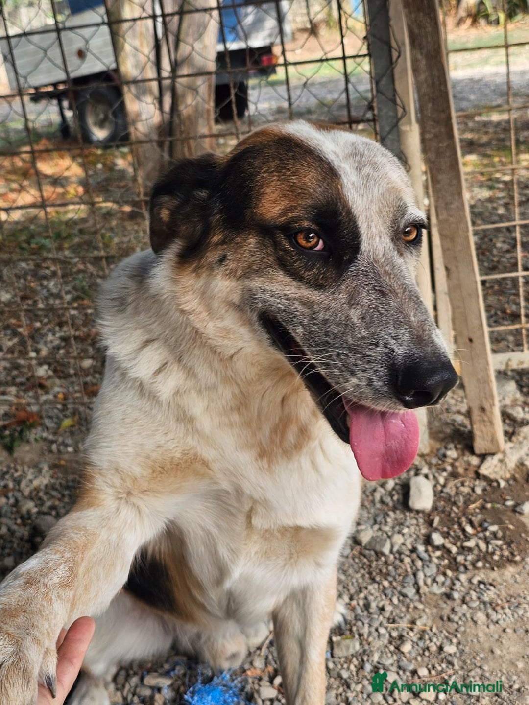 Meticcio cani in regalo: Spike un gigante dal cuore tenero - Annuncio 2