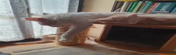 Maine Coon gatti in vendita: Maine coon cuccioli  a Città Metropolitana di Torino - Annuncio 9