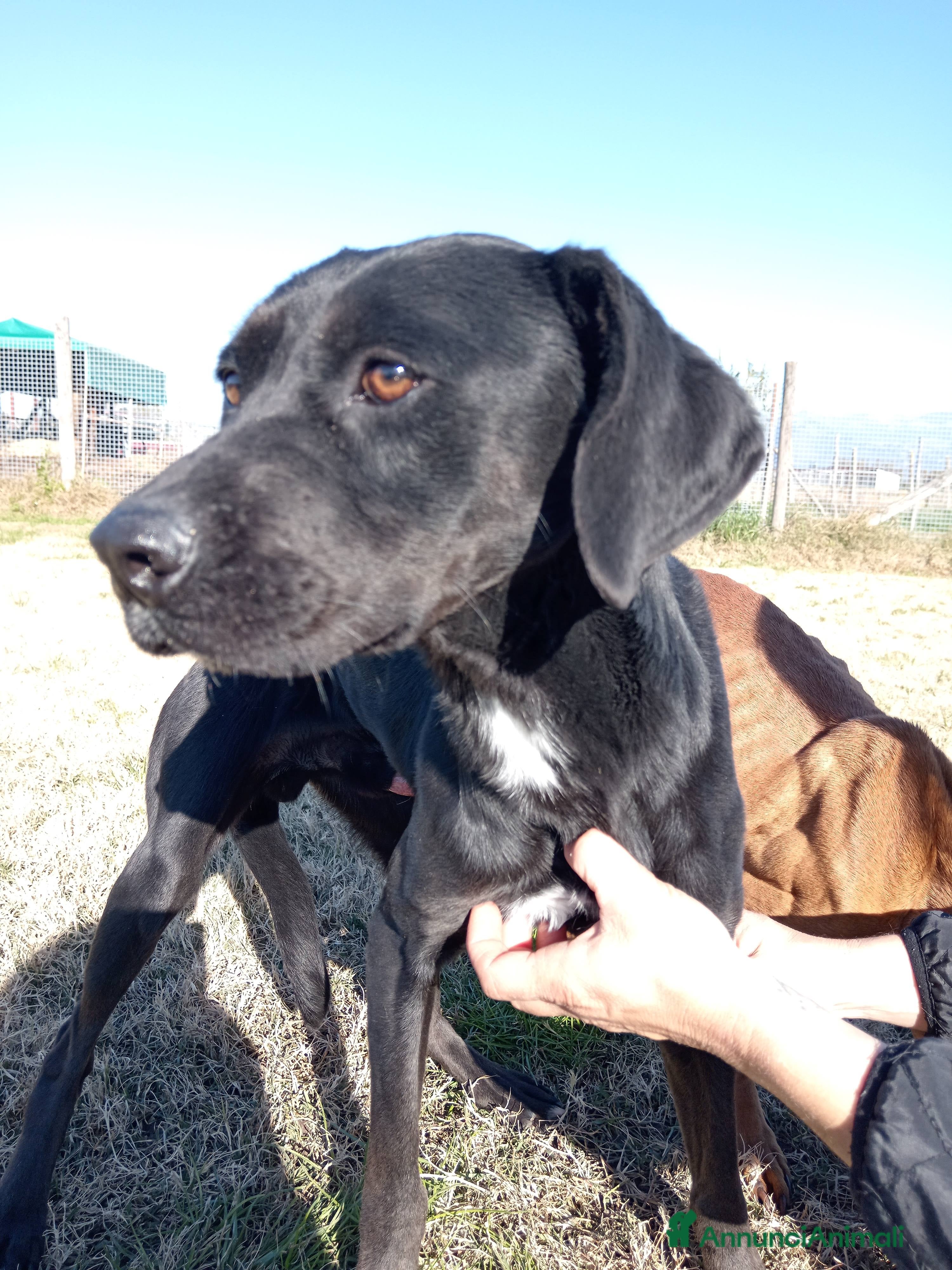 Labrador cani Fumo, adorabile derivato labrador a Provincia di Latina - Annuncio 18