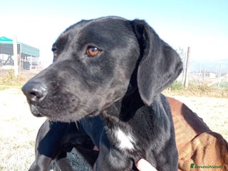 Labrador cani Fumo, adorabile derivato labrador a Provincia di Latina - Annuncio 18