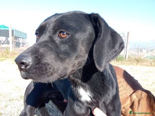 Labrador cani Fumo, adorabile derivato labrador a Provincia di Latina - Annuncio 8