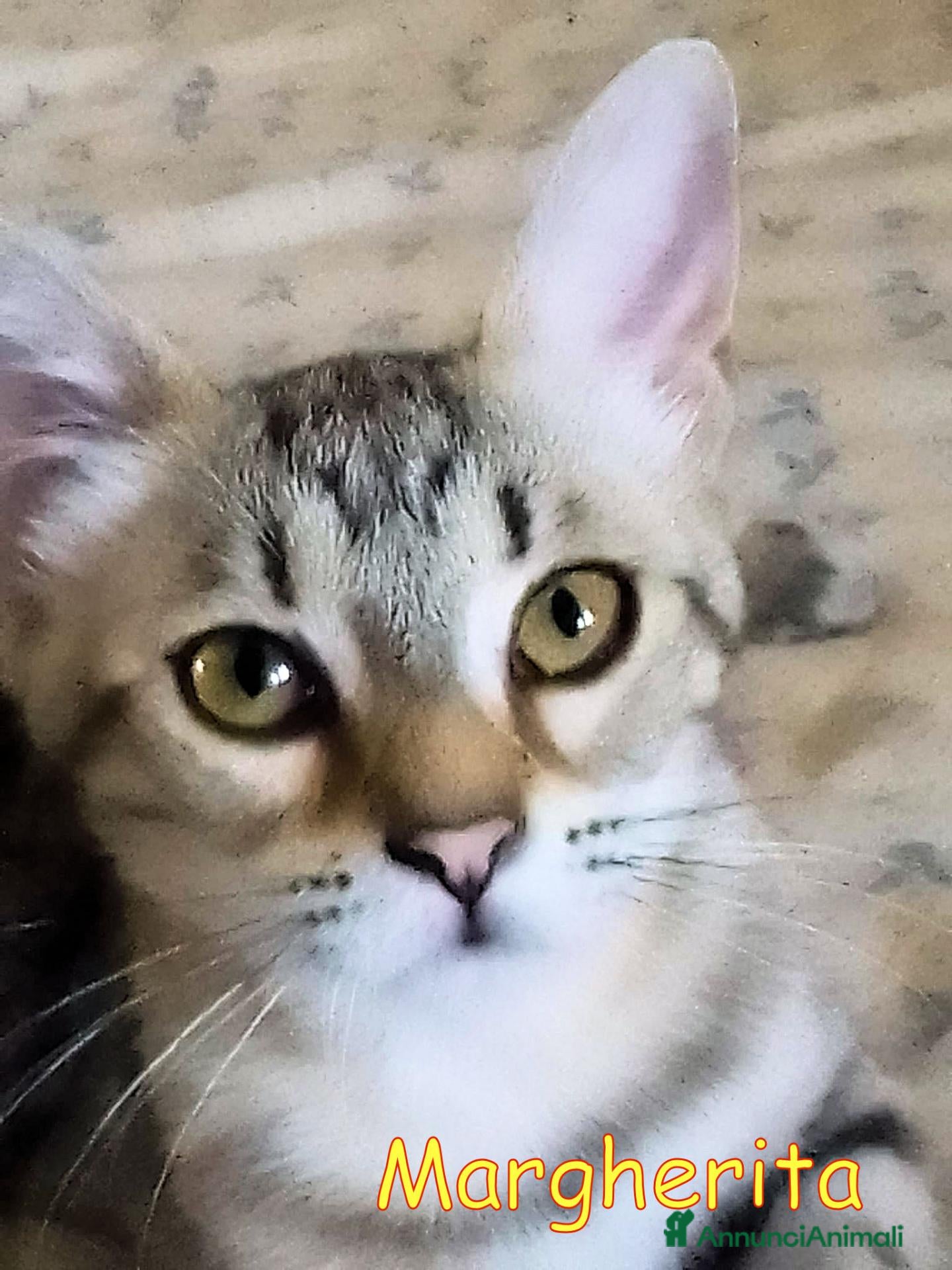 Europeo gatti MARGHERITA GATTINA SUPER AFFETTUOSA - Annuncio 41