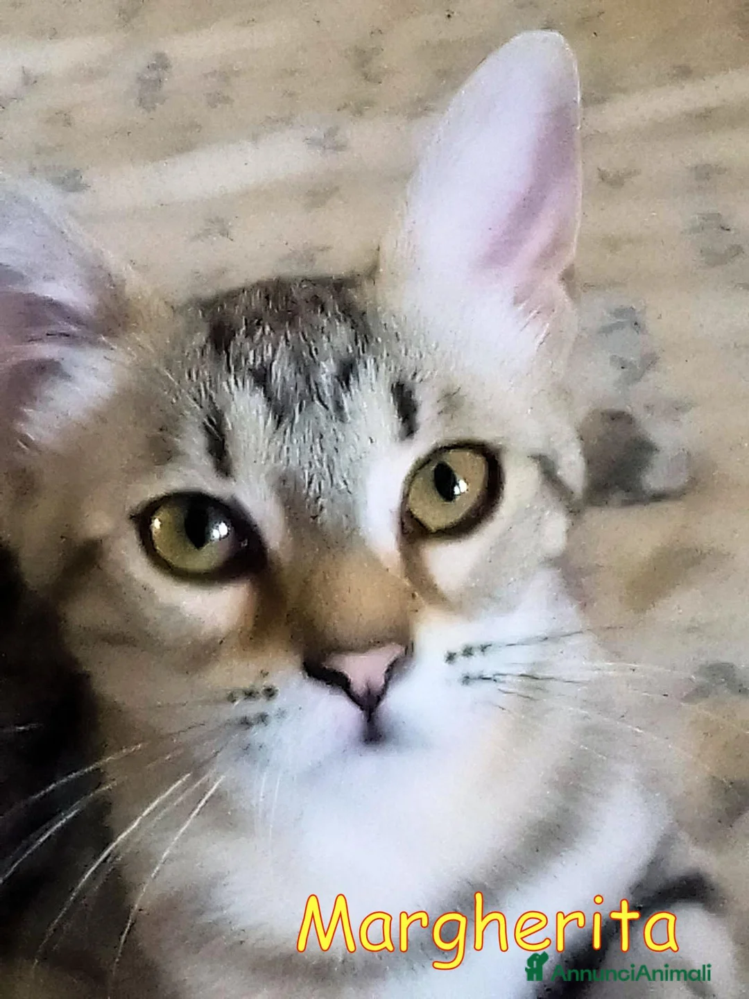Europeo gatti in regalo: MARGHERITA GATTINA SUPER AFFETTUOSA - Annuncio 1