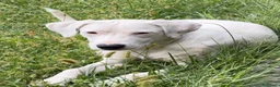 Meticcio cani in regalo: Alice - Annuncio 1