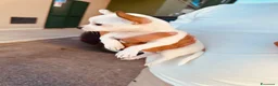 Chihuahua cani in vendita: Chihuauaua pelo corto - Annuncio 6