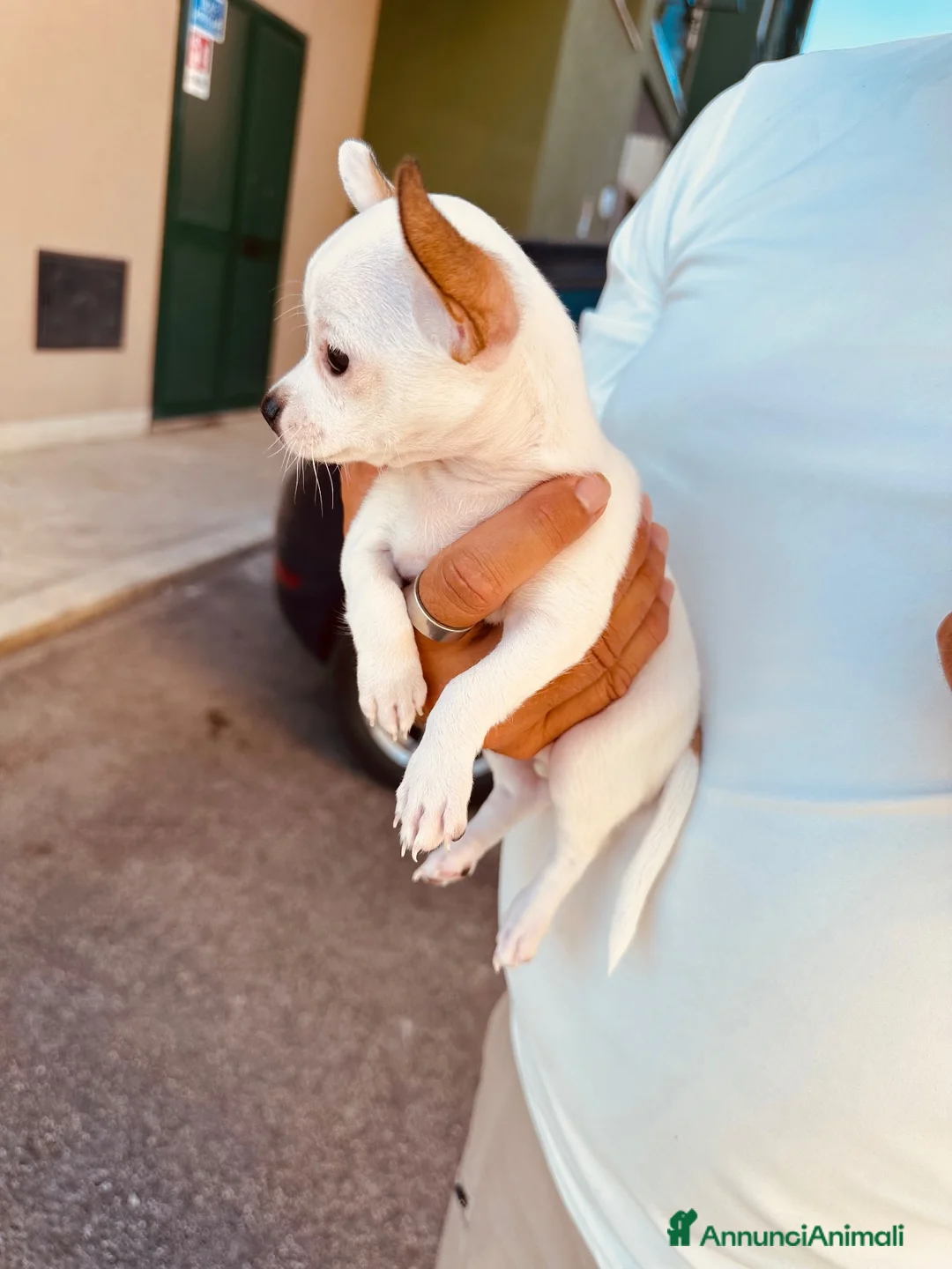Chihuahua cani in vendita: Chihuauaua pelo corto - Annuncio 6
